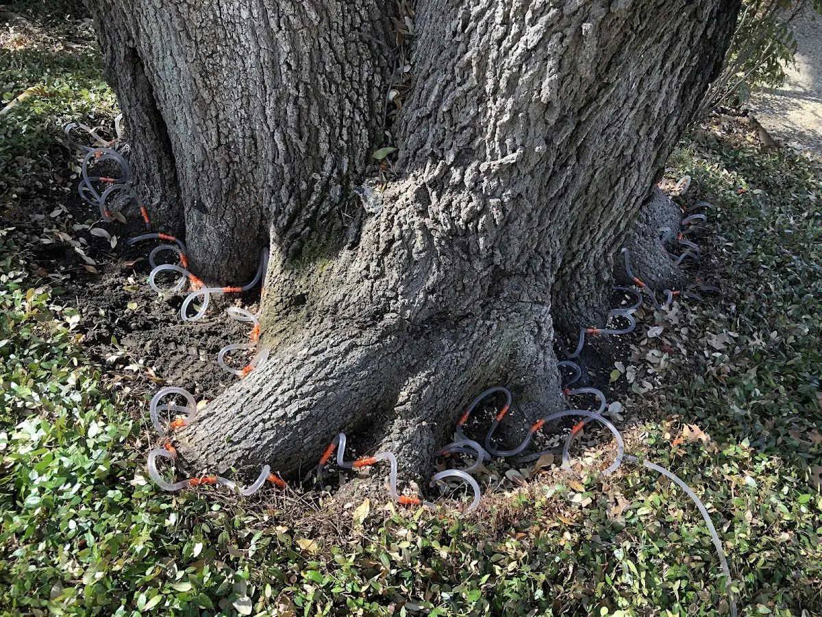 Detailed Tree Cabling and Bracing job site in Hoytville