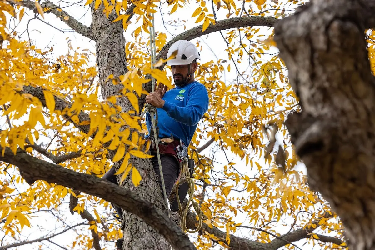 Skilled Tree Planing crew working in Hoytville