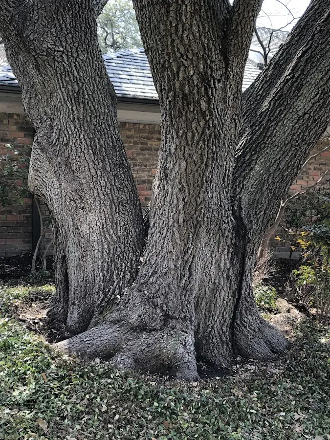 Mature heritage tree close to a Hoytville property cared for by certified arborists